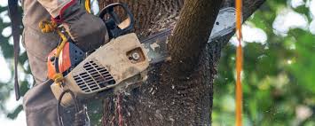 Best Lawn Pest Prevention  in Red Bay, AL