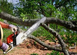 Best Stump Grinding and Removal  in Red Bay, AL