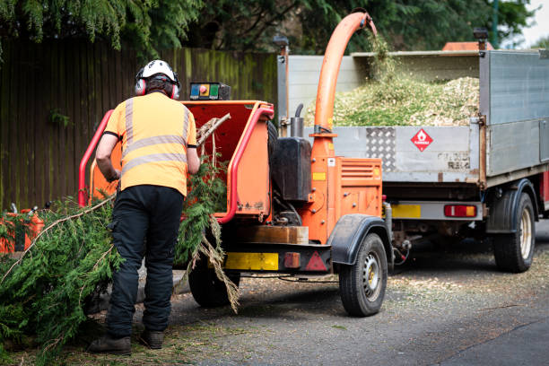 Trusted Red Bay, AL Tree Services Experts