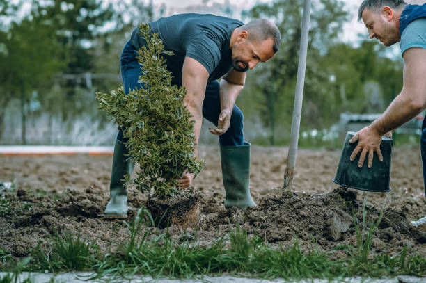 Best Tree and Shrub Care  in Red Bay, AL