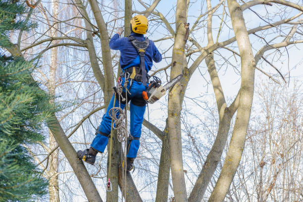 Best Hazardous Tree Removal  in Red Bay, AL