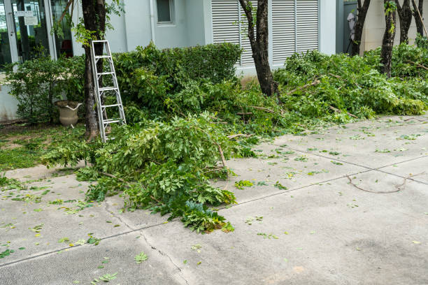 Best Lawn Maintenance Plans  in Red Bay, AL