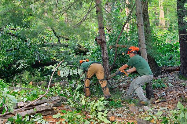 Best Root Management and Removal  in Red Bay, AL