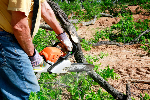 Best Emergency Tree Removal  in Red Bay, AL