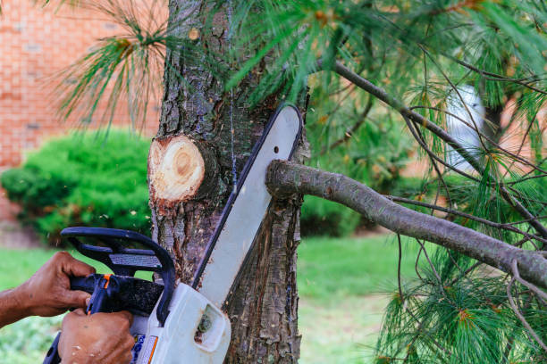 Best Aeration Services  in Red Bay, AL